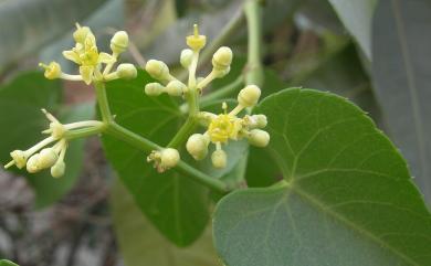 Cissus sicyoides 錦屏粉藤