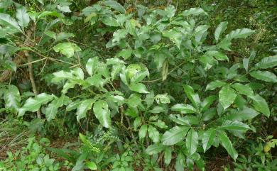 Melicope semecarpifolia (Merr.) T.G. Hartley 山刈葉