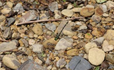 Chlorogomphus risi Chen, 1950 褐翼勾蜓