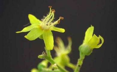 Koelreuteria henryi 臺灣欒樹