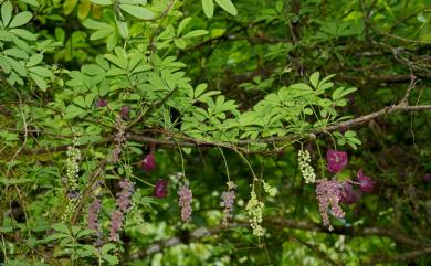 Akebia longeracemosa Matsum. 長序木通