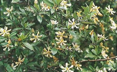 Gardenia jasminoides 山黃梔