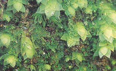 Hookeria acutifolia 尖葉油苔