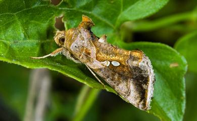 Chrysodeixis eriosoma (Doubleday, 1843) 南方銀灰夜蛾