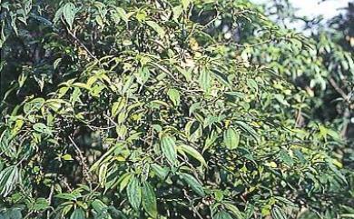 Oreocnide pedunculata (Shirai) Masam. 長梗紫麻