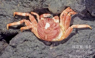 Grapsus tenuicrustatus (Herbst, 1783) 細紋方蟹