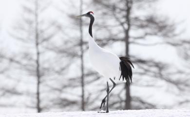 Grus japonensis (Statius Müller, 1776) 丹頂鶴