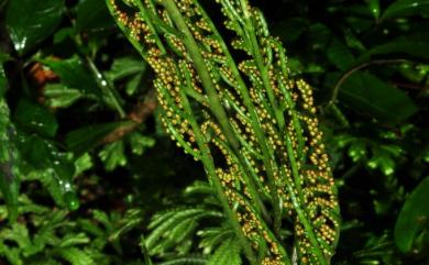 Sceptridium formosanum (Tagawa) Holub 臺灣大陰地蕨