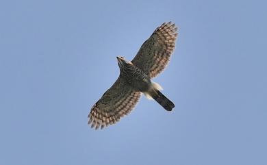 Accipiter trivirgatus formosae Mayr, 1949 鳳頭蒼鷹(台灣特有亞種)