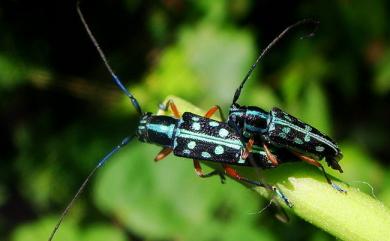 Glenea chrysomaculata Schwarzer, 1925 藍艷燦星天牛