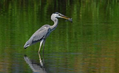 Ardea cinerea jouyi 蒼鷺