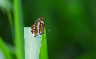 Neptis hylas luculenta Fruhstorfer, 1907 豆環蛺蝶