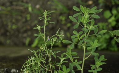 Medicago sativa 紫苜蓿