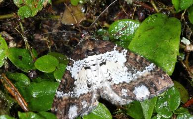 Melanthia procellata szechuanensis (Wehrli, 1931)