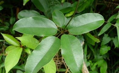 Stauntonia obovatifoliola 石月