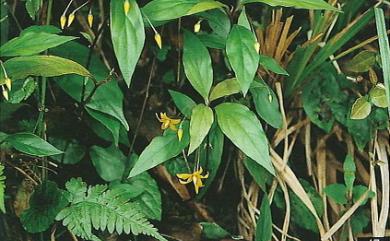 Lysimachia ardisioides Masam. 臺灣排香