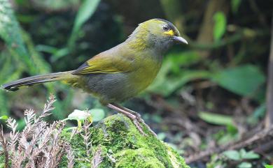 Liocichla steerii Swinhoe, 1877 黃胸藪眉