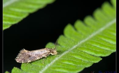 Psecadioides tanylopha (Meyrick, 1932)