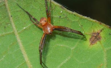 Gea spinipes C. L. Koch, 1843 刺佳蛛