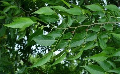 Aphananthe aspera (Thunb.) Planch. 糙葉樹