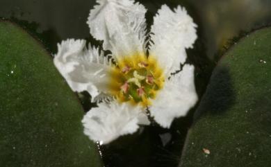 Nymphoides coreana (H.Lév.) H.Hara 小莕菜