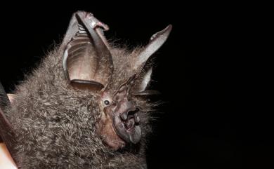 Rhinolophus formosae Sanborn, 1939 臺灣大蹄鼻蝠