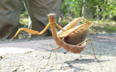 Tenodera 大刀螳屬