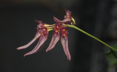 Bulbophyllum melanoglossum 紫紋捲瓣蘭