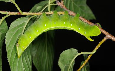 Langia zenzeroides formosana Clark, 1936 臺灣鋸翅天蛾