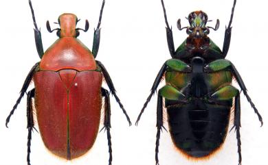 Torynorrhina pilifera (Moser, 1914) 毛翅騷金龜