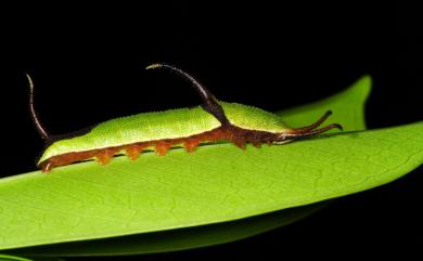 Cyrestis thyodamas formosana Fruhstorfer, 1898 網絲蛺蝶