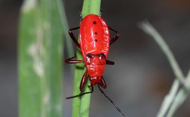 Antilochus coquebertii (Fabricius, 1803) 頸紅蝽