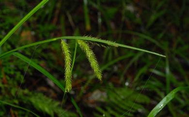 Carex alopecuroides 川上氏薹