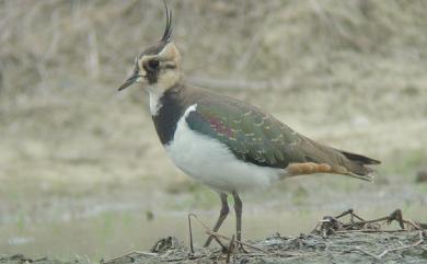 Vanellus vanellus (Linnaeus, 1758) 小辮鴴