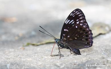 Dichorragia nesimachus formosanus Fruhstorfer, 1909 流星蛺蝶