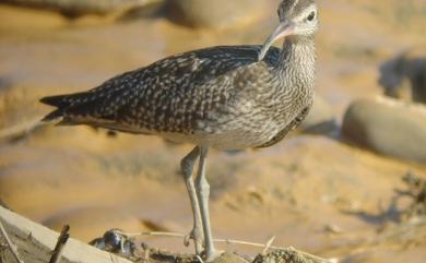 Numenius phaeopus variegatus 中杓鷸