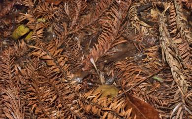 Nervilia alishanensis T.C.Hsu, S.W.Chung & C.M.Kuo 阿里山脈葉蘭