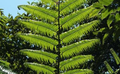 Sphaeropteris lepifera (J.Sm. ex Hook.) R.M.Tryon 筆筒樹
