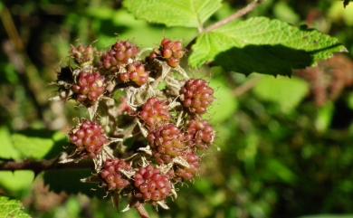 Rubus mesogaeus 裡白懸鉤子