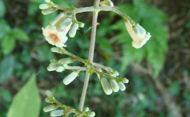 Paederia cavaleriei H.Lév. 毛雞屎藤