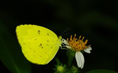 Eurema hecabe (Linnaeus, 1758) 黃蝶