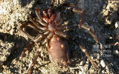 Macrothele gigas Shimojana & Haupt, 1998 巨型長尾蛛