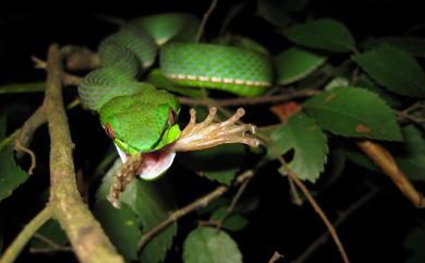 Trimeresurus stejnegeri Schmidt, 1925 赤尾青竹絲