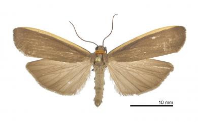 Ghoria subpurpurea (Matsumura, 1927)
