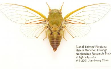 Nipponosemia virescens Kato, 1926 恆春羽衣蟬