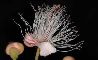 Capparis sikkimensis subsp. formosana 山柑