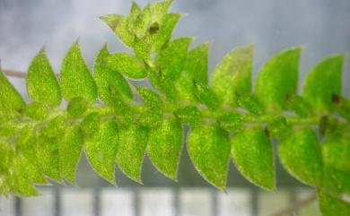 Selaginella nipponica Franch. & Sav. 日本卷柏