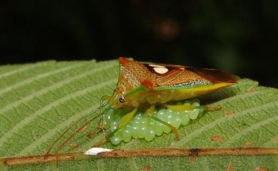 Sastragala esakii Hasegawa, 1959 伊錐同椿象