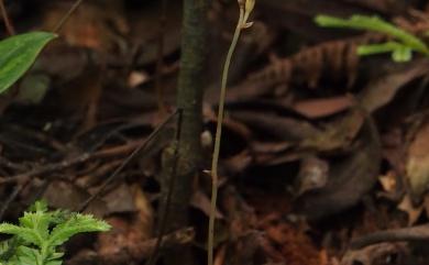 Gastrodia peichatieniana S.S.Ying 秋赤箭