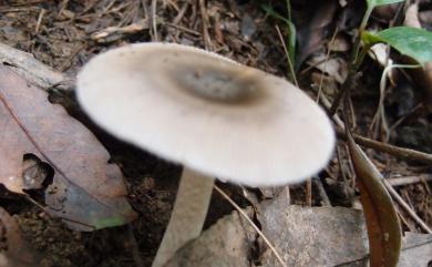 Amanita